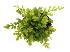 Tropical fern
