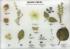 Exotic Pests