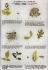 Ecological Relationships