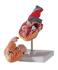 3B Scientific® Classic Heart Model