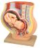 Pregnancy model with pelvis and fetus