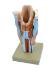 Dissectible larynx