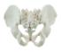 Pelvis models