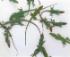 Ward's® Live Anoles (<i>Anolis carolinensis</i>)