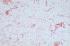 Ward's® Live<i> Serratia marcescens</i> D1 Culture