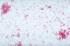 Ward's® Live <i>Proteus hauseri</i> Culture - PATHOGEN