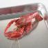 Ward's® Pure Preserved™ Crayfish