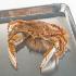Ward's® Pure Preserved™ Blue Crab