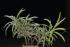 Podocarpus