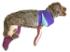 Rescue Critters® Rufus Bandaging Manikin