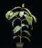 Coffee Plant