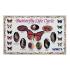 Ward's® Butterfly Life Cycle Poster