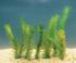 Ward's® Live <i>Elodea densa</i> Aquatic Plants