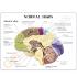 GPI Anatomicals® Basic Half Brain Model