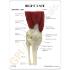GPI Anatomicals® Muscled Joint Models
