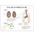 GPI Anatomicals® Basic Pelvic Models
