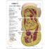 GPI Anatomicals® Obesity Model