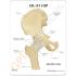 GPI Anatomicals® Basic Hip Model