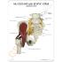 GPI Anatomicals® Muscled Hip with Sciatic Nerve Model
