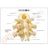 GPI Anatomicals® Basic Vertebrae