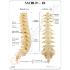GPI Anatomicals® Sacrum T8 Spine Model