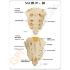 GPI Anatomicals® Sacrum T8 Spine Model