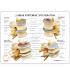 GPI Anatomicals® 4-Stage Vertebrae