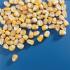 Genetic Ratio Seeds