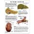 GPI Anatomicals® Metabolic Syndrome