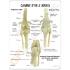 GPI Anatomicals® Canine Knee