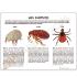 GPI Anatomicals® Skin Parasites