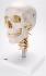 3B Scientific® Classic Skull And Cervical Spine