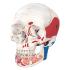 3B Scientific® Numbered Skulls With Open Dentition