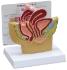 GPI Anatomicals® Basic Pelvic Models