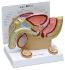 GPI Anatomicals® Basic Pelvic Models