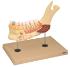 Eisco® Enlarged Human Lower Jaw with Teeth, 3 Parts