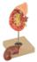 Eisco® Kidney And Adrenal Gland