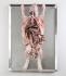 Ward's Pure Preserved™ Rabbits