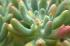 Sedum