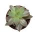 Sedum
