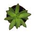 Sedum