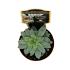Sedum