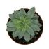 Sedum