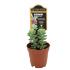 Sedum