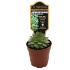 Sempervivum