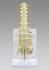 GPI Anatomicals® Sacrum T8 Spine Model