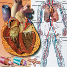 Biology Charts And Posters
